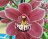 Riverland Orchid Society Winter Show logo