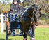 SA State Combined Carriage Driving Championships logo
