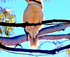 Riverland Bird Identification Workshops logo