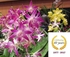Annual Orchid Spectacular logo