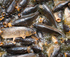 POONCARIE HOTEL "CATCH A CARP DAY" logo
