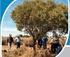 PLANT IDENTIFICATION WORKSHOP logo