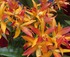 Annual Orchid Spectacular logo