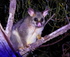 Guided Sunset Kayak Tour, Riverland South Australia logo