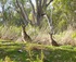Guided Sunset Kayak Tour, Riverland South Australia logo