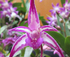 Annual Orchid Spectacular logo