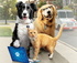 CATS & DOGS: PAWS UNITE (G) logo