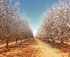 Mallee Almond Blossom Festival logo