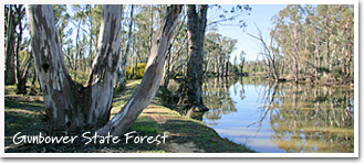 Gunbower State Forest