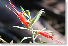 Common Emu bush Eremophilia glabra