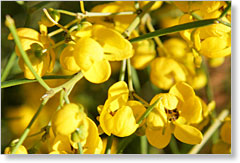 Desert Cassia Senna artemisioides