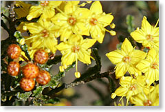 Desert Phebalum Phebalaum bullatum