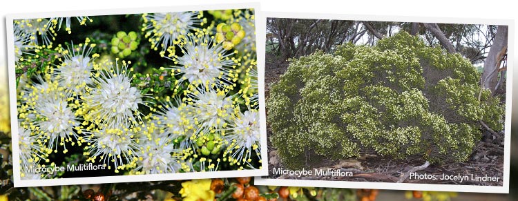 Mallee wildflowers