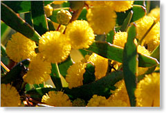 Mallee Wattle Acacia montana   