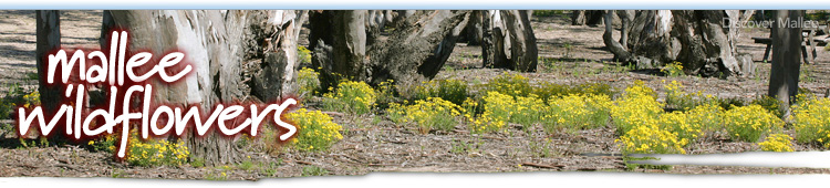 Mallee wildflowers