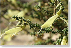 Small leaf Mint bush Prostanthera microphylla