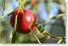 Sweet Quandong  Santalum acuminatum