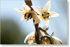 Velvet Bush Lasiopetalum behrii