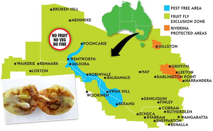 Fruit Fly Free Zone map