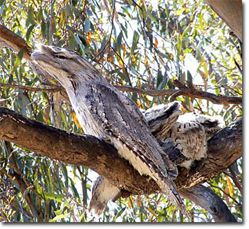 Tawny Frogmouth Diet