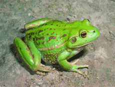 Southern Bell Frog