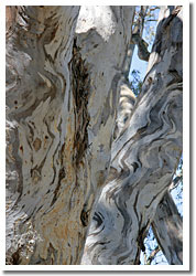 Beautiful textures of river redgums at Barmah