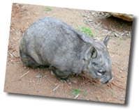 Hairy nose-wombat