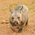 Wombat Rescue